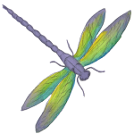 fromdragontodragonfly dragonfly
